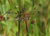 Viervlek - Four-spotted Chaser
