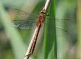 Vroege Glazenmaker - Green-eyed Hawker