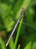 Blauwe Breedscheenjuffer - Blue Featherleg