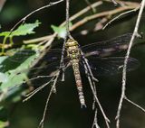Blauwe Glazenmaker - Southern Hawker