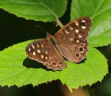 Bont Zandoogje - Speckled Wood