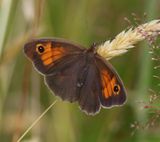 Bruin Zandoogje - Meadow Brown