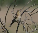 Draaihals - Eurasian Wryneck