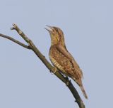 Draaihals - Eurasian Wryneck