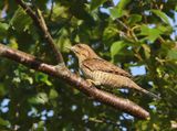 Draaihals - Eurasian Wryneck