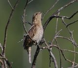 Draaihals - Eurasian Wryneck
