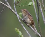 Draaihals - Eurasian Wryneck