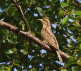 Draaihals - Eurasian Wryneck