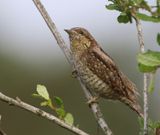 Draaihals - Eurasian Wryneck
