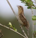 Draaihals - Eurasian Wryneck