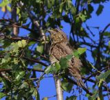 Draaihals - Eurasian Wryneck