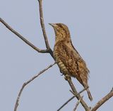 Draaihals - Eurasian Wryneck
