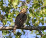 Draaihals - Eurasian Wryneck