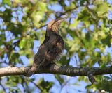 Draaihals - Eurasian Wryneck