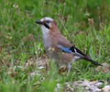 Gaai - Eurasian Jay