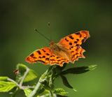 Gehakkelde Aurelia - Comma Butterfly
