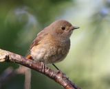 Gekraagde Roodstaart - Common Redstart