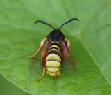 Gekraagde Wespvlinder - Lunar Hornet Moth