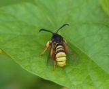 Gekraagde Wespvlinder - Lunar Hornet Moth