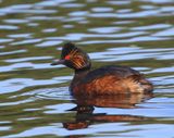 Geoorde Fuut - Black-necked Grebe