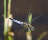 Gewone Oeverlibel - Black-tailed Skimmer