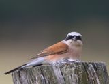 Grauwe Klauwier - Red-backed Shrike