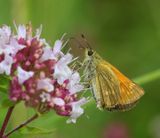 Groot Dikkopje - Large Skipper