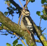 Grote Bonte Specht - Great Spotted Woodpecker