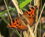 Grote Vos - Large Tortoiseshell
