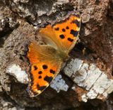 Grote Vos - Large Tortoiseshell