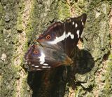 Grote Weerschijnvlinder - Purple Emperor