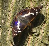 Grote Weerschijnvlinder - Purple Emperor