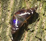 Grote Weerschijnvlinder - Purple Emperor