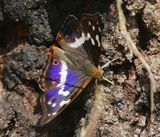 Grote Weerschijnvlinder - Purple Emperor