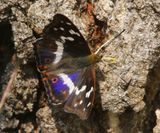 Grote Weerschijnvlinder - Purple Emperor