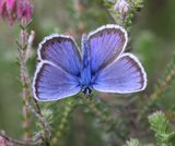 Heideblauwtje - Silver-studded Blue