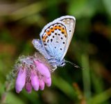 Heideblauwtje - Silver-studded Blue