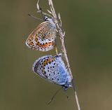 Heideblauwtjes - Silver-studded Blues
