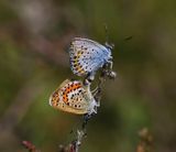 Heideblauwtjes - Silver-studded Blues