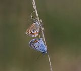 Heideblauwtjes - Silver-studded Blues