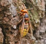 Hoornaar - Hornet
