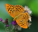 Keizersmantel - Silver-washed Fritillary