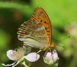 Keizersmantel - Silver-washed Fritillary