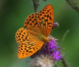 Keizersmantel - Silver-washed Fritillary