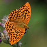 Keizersmantel - Silver-washed Fritillary