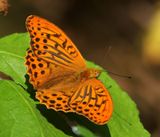 Keizersmantel - Silver-washed Fritillary