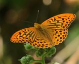 Keizersmantel - Silver-washed Fritillary