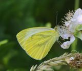 Klein Geaderd Witje - Green-veined White