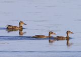 Slobeenden - Northern Shovelers