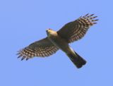 Sperwer - Eurasian Sparrowhawk